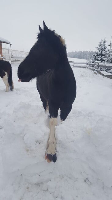 Dakota Haflinger Mix, Lenya Wolfschluckner , Horses For Sale, St. Aegidi, Image 4