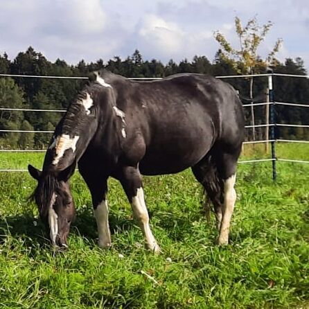 Dakota Haflinger Mix, Lenya Wolfschluckner , Horses For Sale, St. Aegidi, Image 10