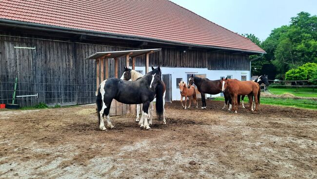 Dakota Haflinger Mix, Lenya Wolfschluckner , Horses For Sale, St. Aegidi, Image 14