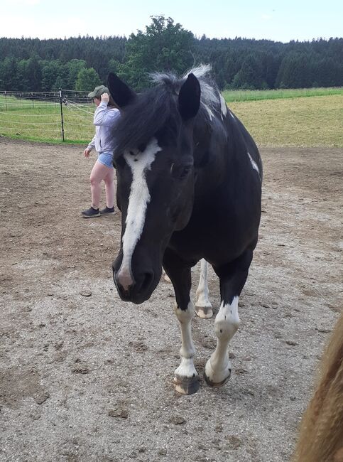 Dakota Haflinger Mix, Lenya Wolfschluckner , Konie na sprzedaż, St. Aegidi, Image 12