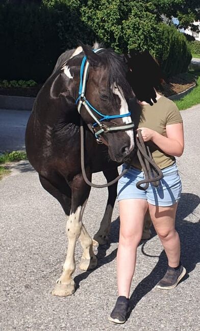 Dakota Haflinger Mix, Lenya Wolfschluckner , Pferd kaufen, St. Aegidi, Abbildung 11