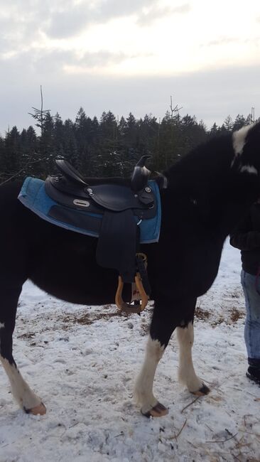 Dakota Haflinger Mix, Lenya Wolfschluckner , Pferd kaufen, St. Aegidi, Abbildung 15