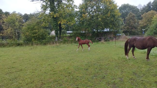 Dallmayr K Reitponyhengst, Jährling, Charlotte Redzewsky, Konie na sprzedaż, Rheinsberg Flecken Zechlin, Image 5