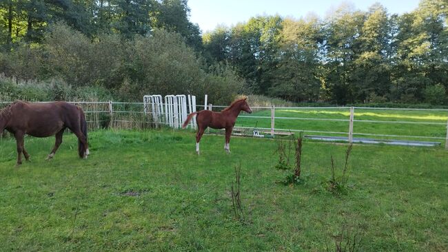 Dallmayr K Reitponyhengst, Jährling, Charlotte Redzewsky, Pferd kaufen, Rheinsberg Flecken Zechlin, Abbildung 3