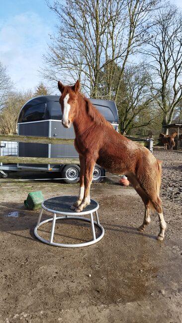 Dallmayr K Reitponyhengst, Jährling, Charlotte Redzewsky, Horses For Sale, Rheinsberg Flecken Zechlin, Image 2