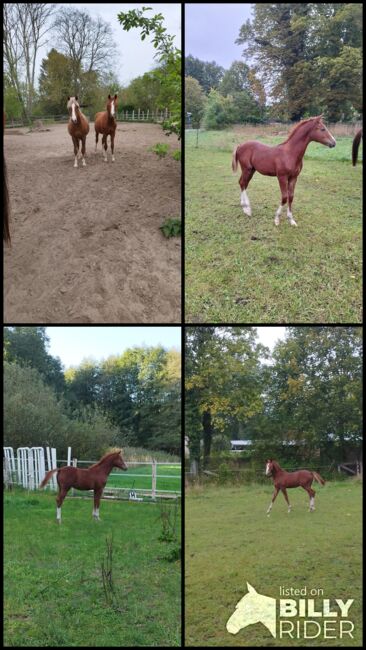 Dallmayr K Reitponyhengst, Jährling, Charlotte Redzewsky, Horses For Sale, Rheinsberg Flecken Zechlin, Image 6