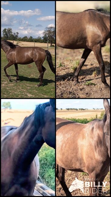 Pusteblume, Norbert, Horses For Sale, Krostitz , Image 5