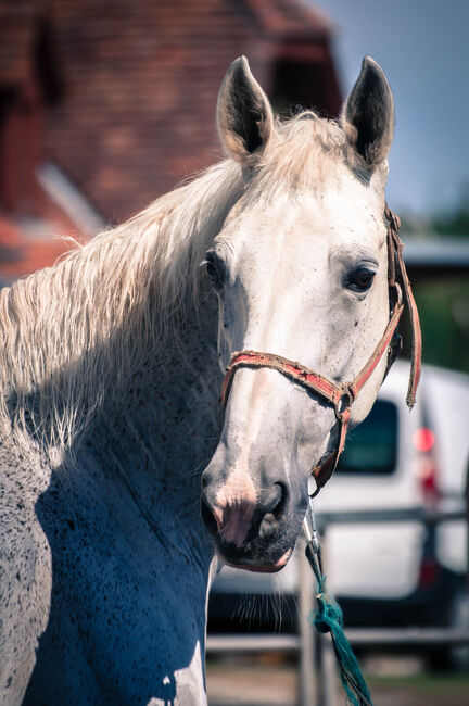 Gefahrene wunderschöne KWPN Stute, Pauline Erös, Horses For Sale, Gleisdorf