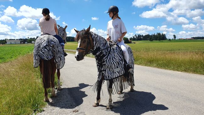 Brave Lewitzerstute mit Equidenpass, Doreen Ott, Horses For Sale, Engelsberg, Image 4