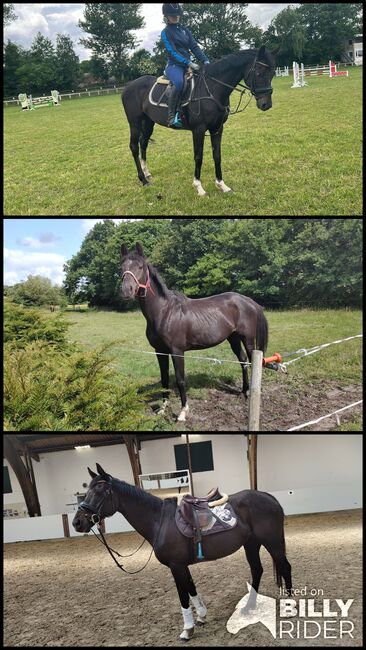 Brave Stute 11jahre, B.M., Horses For Sale, Großheide, Image 4