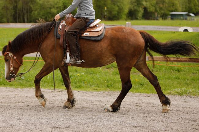 Brave Stute, Jessica , Horses For Sale, 6351 Scheffau am Wilden Kaiser, Image 6