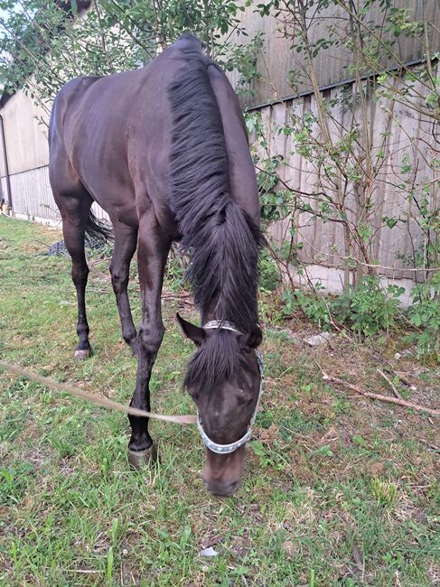 Brave hübsche Stute, Sandra , Horses For Sale, Mondsee , Image 2