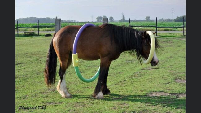 Brave Tinker Stute, Liz, Horses For Sale, Engelhartstetten , Image 15