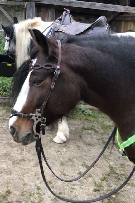 Brave Tinker Stute, Liz, Horses For Sale, Engelhartstetten , Image 9