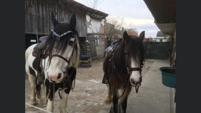 Brave Tinker Stute, Liz, Horses For Sale, Engelhartstetten , Image 7