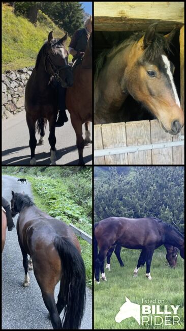 Dunkelbrauner Freibergerwallach, Bernet, Horses For Sale, Serneus, Image 6