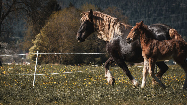 Dunkelfuchsstute, Desiree Pirker, Horses For Sale, RIEGERSDORF , Image 4