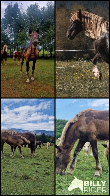 Dunkelfuchsstute, Desiree Pirker, Horses For Sale, RIEGERSDORF , Image 5