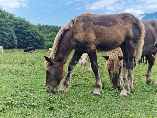 Dunkelfuchsstute, Desiree Pirker, Horses For Sale, RIEGERSDORF , Image 2