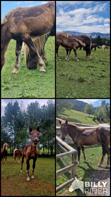 Dunkelfuchsstute 🤍 Sunny 🤎 sucht ihren Herzensmensch, Desiree Pirker, Horses For Sale, RIEGERSDORF , Image 5