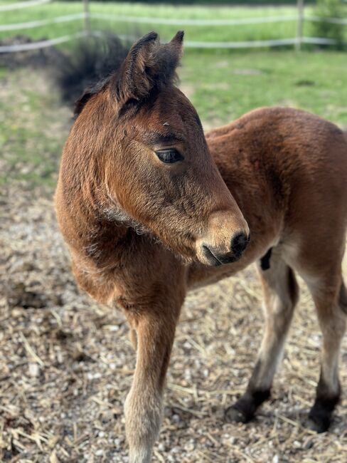 Dartmoorpony Hengstfohlen, Heike  Schwaiger , Horses For Sale, Langenpreising, Image 6