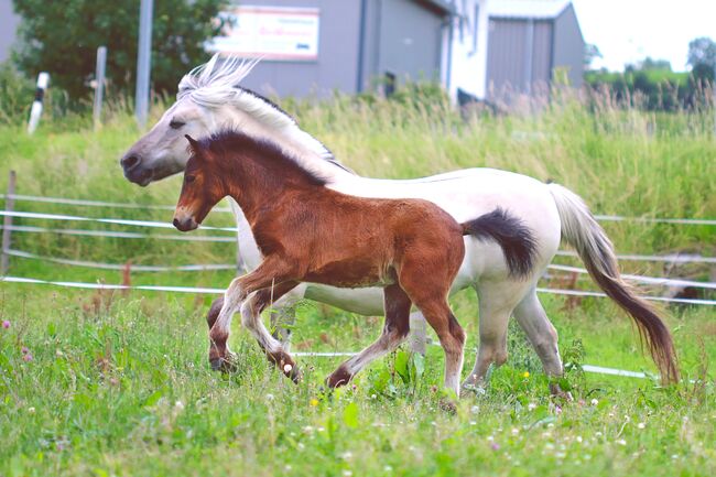 Dartmoorpony Hengstfohlen, Heike  Schwaiger , Horses For Sale, Langenpreising, Image 7