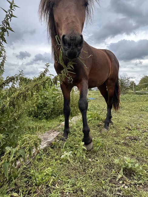 Dartmoorpony Hengstfohlen, Heike  Schwaiger , Horses For Sale, Langenpreising, Image 2