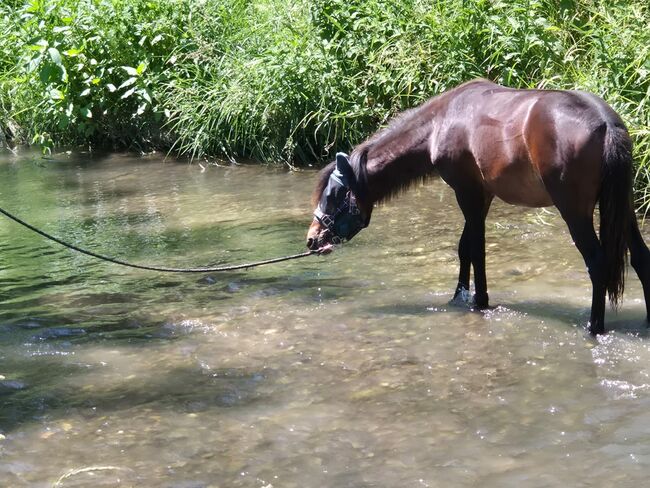 Dartmoorpony Hengstfohlen, Heike  Schwaiger , Horses For Sale, Langenpreising, Image 3