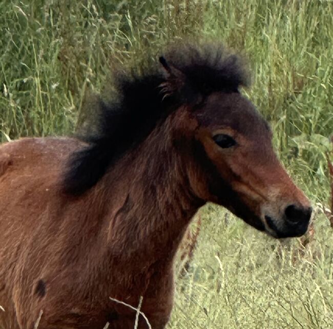 Dartmoorpony Hengstfohlen, Heike  Schwaiger , Horses For Sale, Langenpreising, Image 5