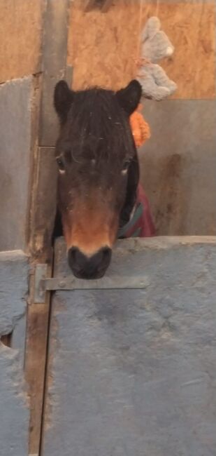 Dartmoor Pony, Jayne, Horses For Sale, Warrington , Image 3