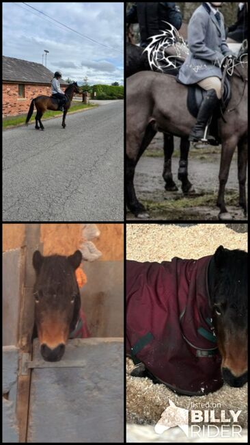 Dartmoor Pony, Jayne, Horses For Sale, Warrington , Image 5