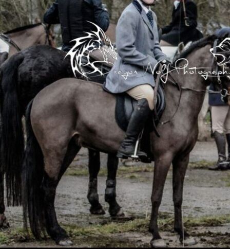 Dartmoor Pony, Jayne, Horses For Sale, Warrington , Image 2