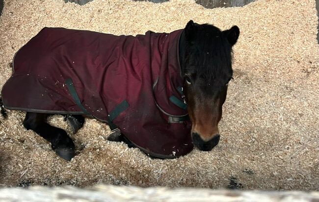 Dartmoor Pony, Jayne, Konie na sprzedaż, Warrington , Image 4