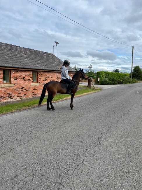 Dartmoor Pony, Jayne, Pferd kaufen, Warrington 