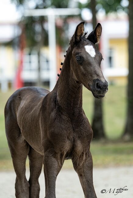 Davino - Hengstfohlen vom 01.06.26🖤, Sophie Kneidinger, Horses For Sale, Am Landlberg