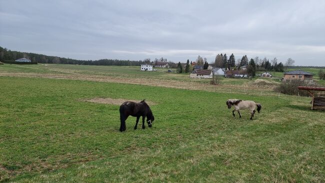 DER absolute Traum- Leben und Wohnen mit den Pferden Tür an Tür, Brigitta, Equestrian Properties, Eisgarn, Image 8