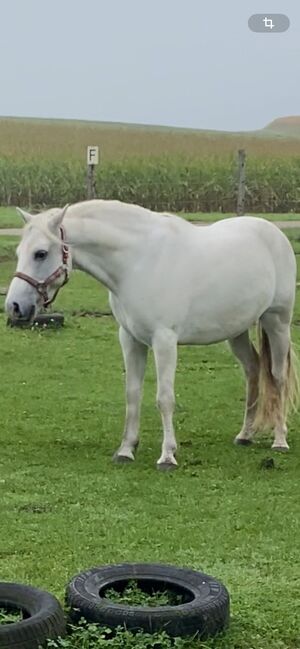 Der Connemara Ponymann, Manuela Fuchs (Pferdephysiotherapie- Direkt), Horses For Sale, Gundelfingen