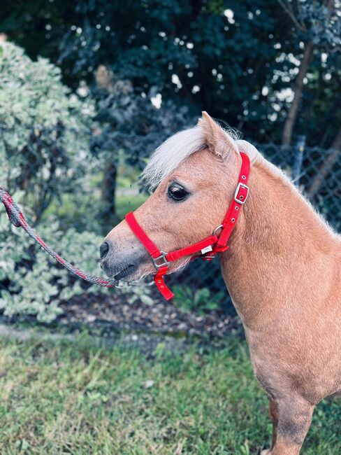 Der kleine Prinz sucht dich, Sport- und Freizeitpferde Fuchs, Horses For Sale, Ellgau, Image 5