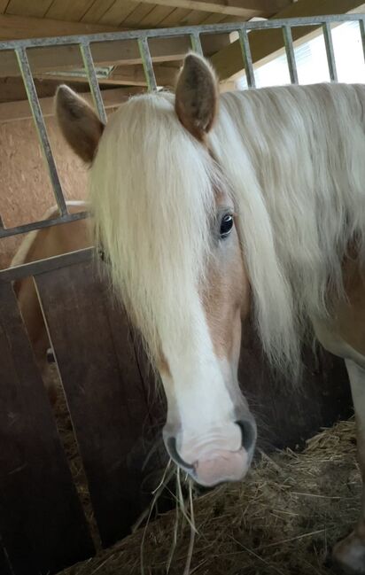 Notting‘s Naseweis, Stefanie  Haring, Horses For Sale, Kapfenberg , Image 3