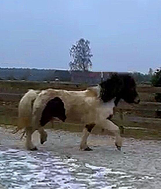 DE: Schicke Braunscheckstute tragend vom Erdfarbschecken, Islandpferde-aus-Island, Pferd kaufen, Südisland