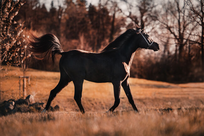 Der schwarze Diamant – Ein Vollblutaraber mit Charisma, Pamela, Horses For Sale, Hagendorn, Image 2