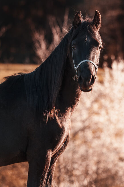 Der schwarze Diamant – Ein Vollblutaraber mit Charisma, Pamela, Horses For Sale, Hagendorn
