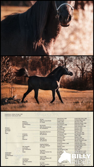 Der schwarze Diamant – Ein Vollblutaraber mit Charisma, Pamela, Horses For Sale, Hagendorn, Image 4