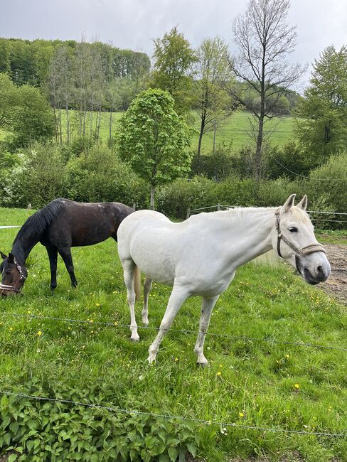 Lieber 17 Jährigen PRE Mix Wallach, Stephanie Fischer , Horses For Sale, Schmallenberg, Image 2