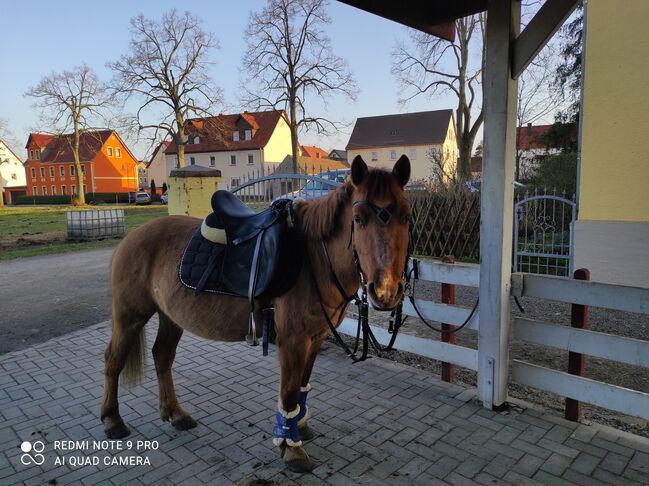 Lieber, 8 jähriger wallach, sucht neues Zuhause, Helene Penndorf , Horses For Sale, Luckenau , Image 6