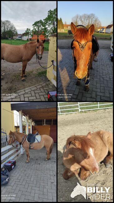 Lieber, 8 jähriger wallach, sucht neues Zuhause, Helene Penndorf , Horses For Sale, Luckenau , Image 11