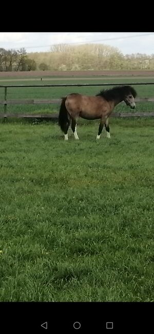 Liebes Kinderpony❗❗ Welsh A Stute!!!!!!, Kerstin , Horses For Sale, Bakum, Image 5