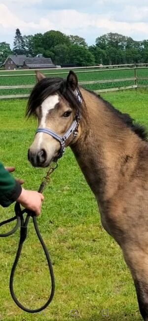 Liebes Kinderpony❗❗ Welsh A Stute!!!!!!, Kerstin , Horses For Sale, Bakum