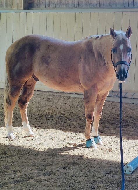 Lieber, kompakter Quarter Horse Wallach in palomino, Kerstin Rehbehn (Pferdemarketing Ost), Horses For Sale, Nienburg