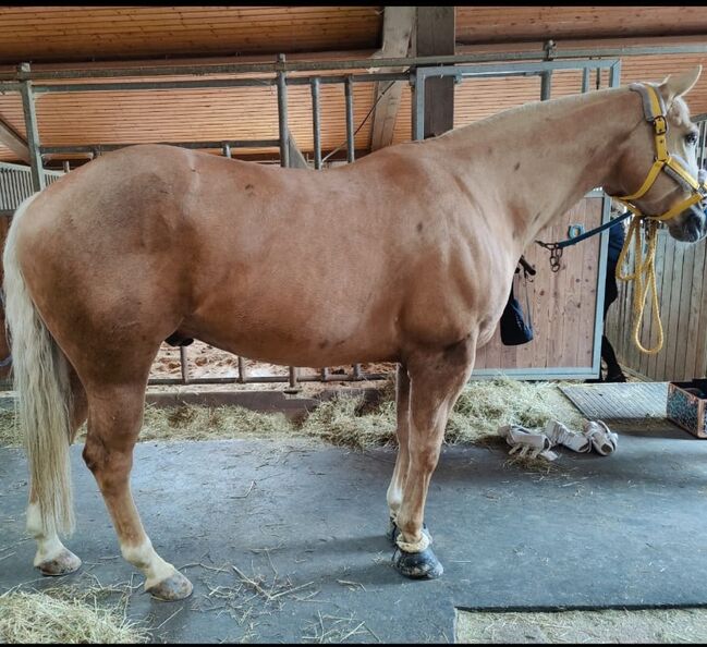 Lieber, kompakter Quarter Horse Wallach in palomino, Kerstin Rehbehn (Pferdemarketing Ost), Horses For Sale, Nienburg, Image 5